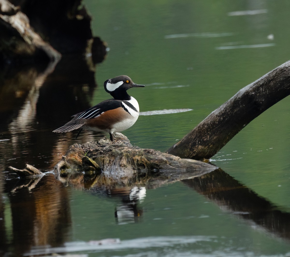 Hooded Merganser - Julie Paquette