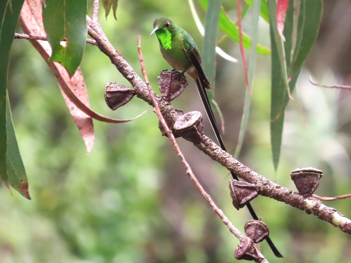 Black-tailed Trainbearer - Hugo Foxonet