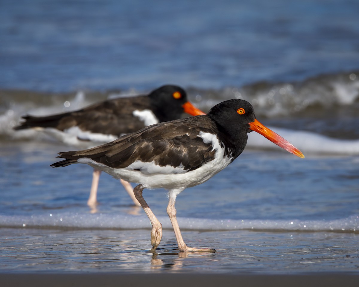 American Oystercatcher - Caio Osoegawa