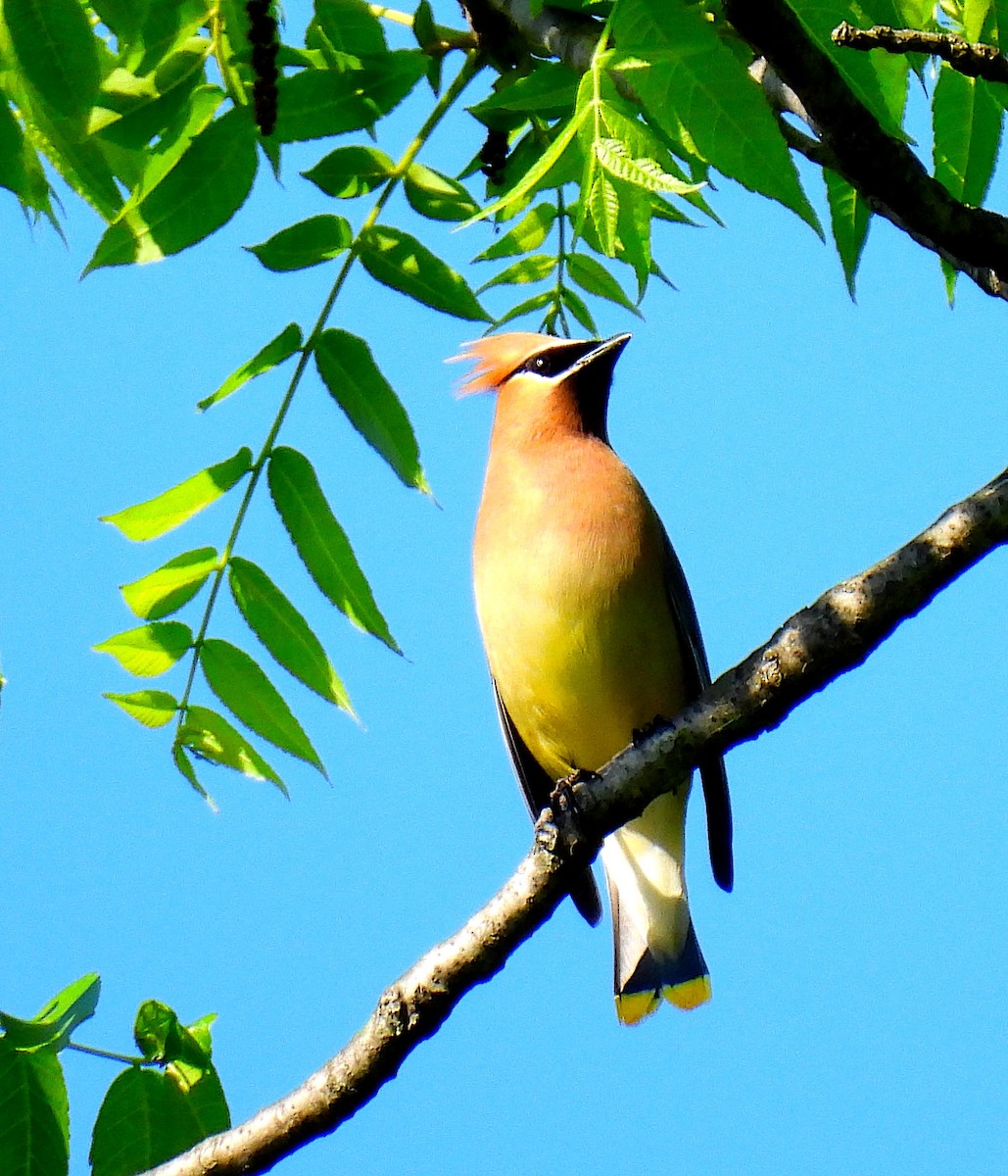 Cedar Waxwing - Terry Pundiak