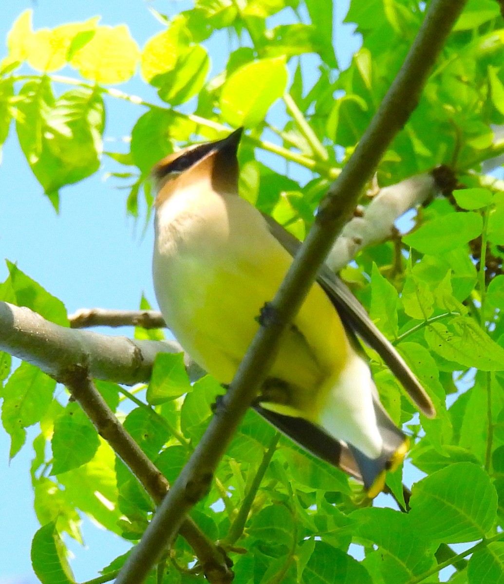 Cedar Waxwing - Terry Pundiak