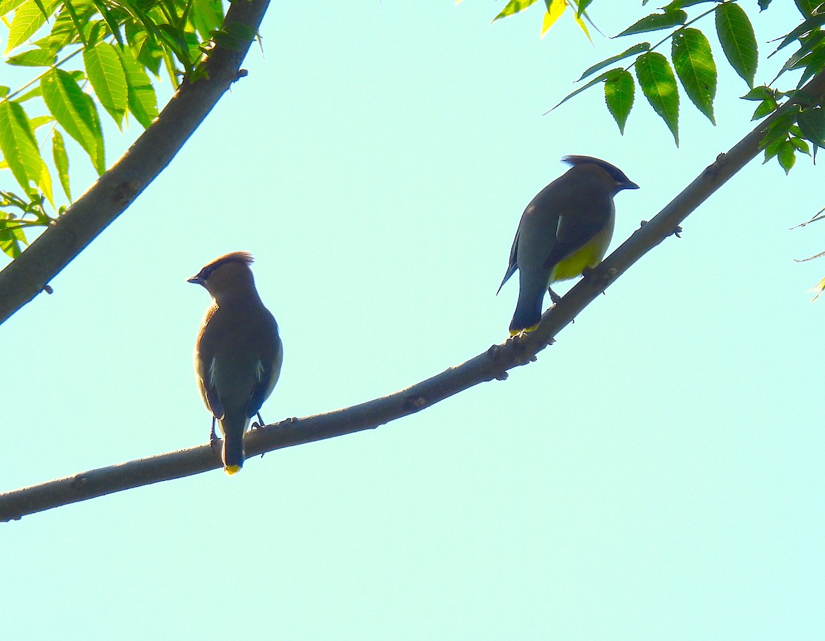 Cedar Waxwing - Terry Pundiak