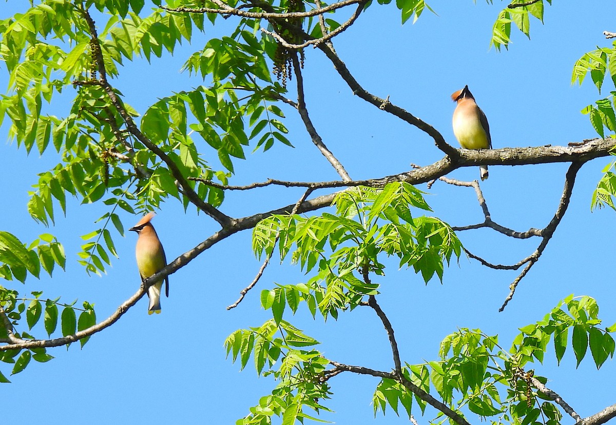 Cedar Waxwing - Terry Pundiak