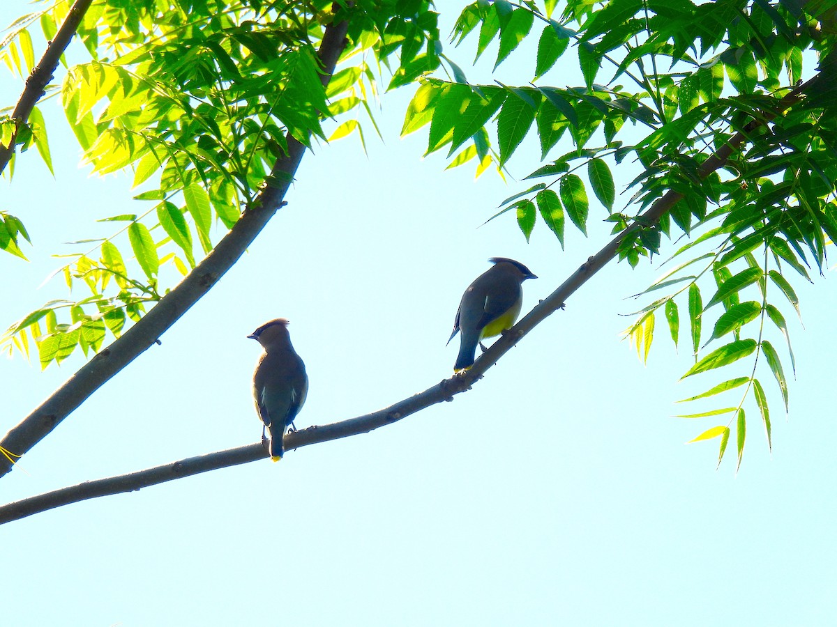 Cedar Waxwing - Terry Pundiak