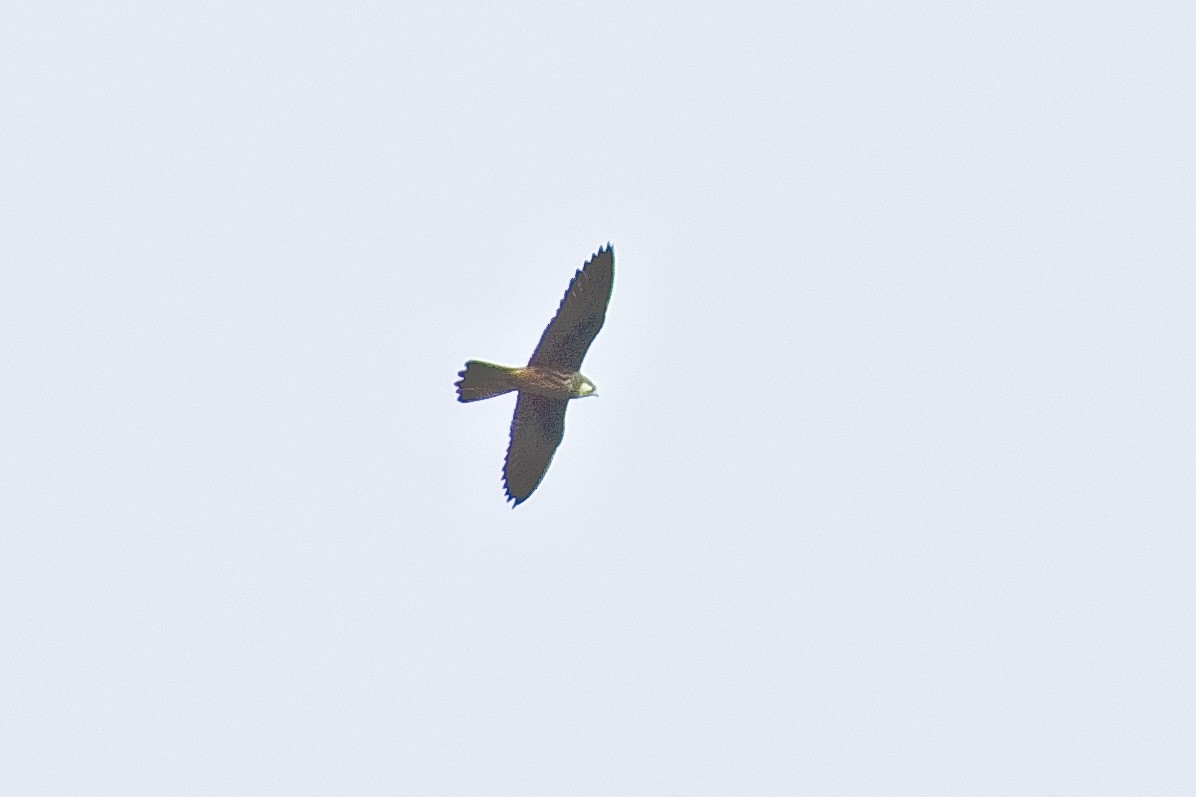 Eleonora's Falcon - ML619449320