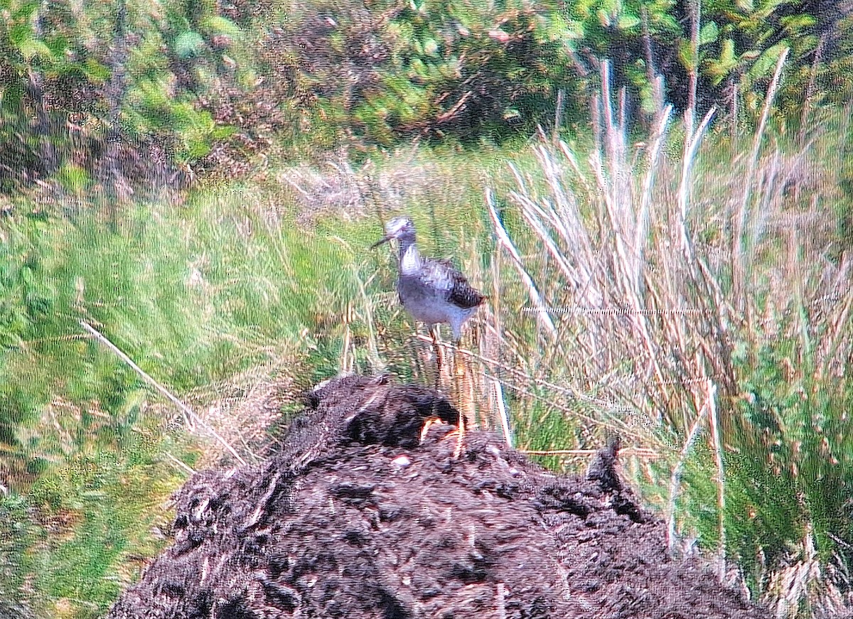 Greater Yellowlegs - J. Kyron Hanson