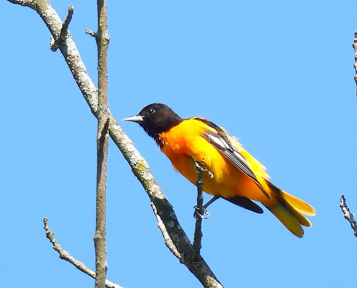 Baltimore Oriole - Terry Pundiak