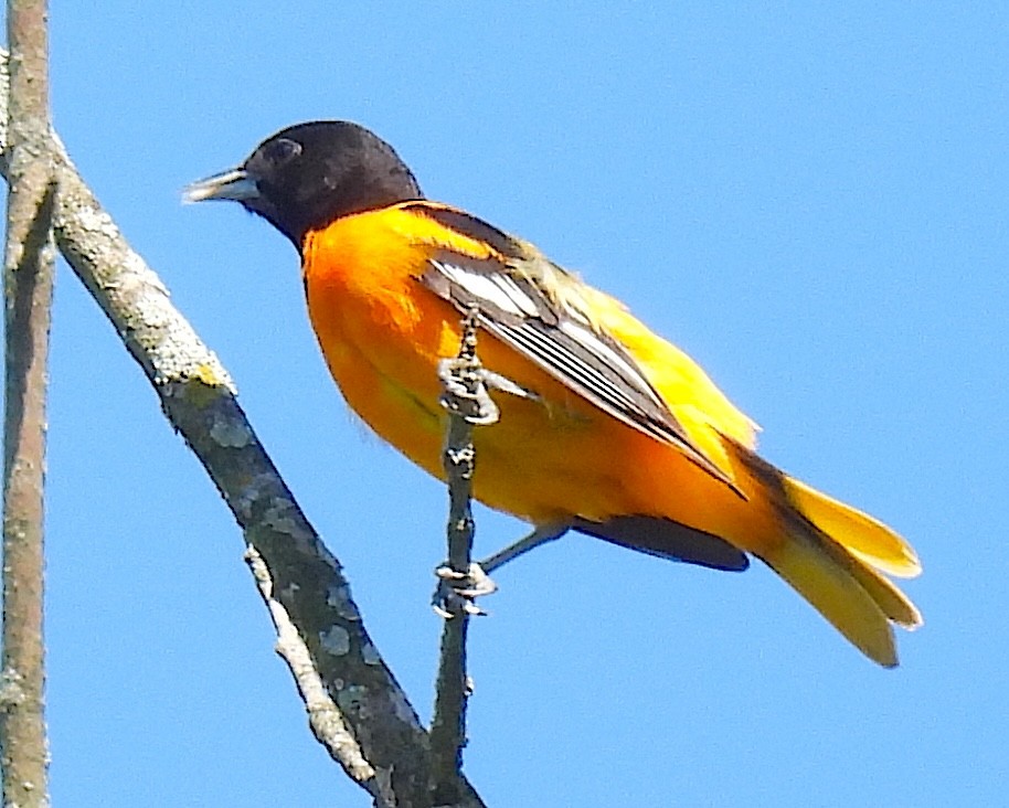 Baltimore Oriole - Terry Pundiak