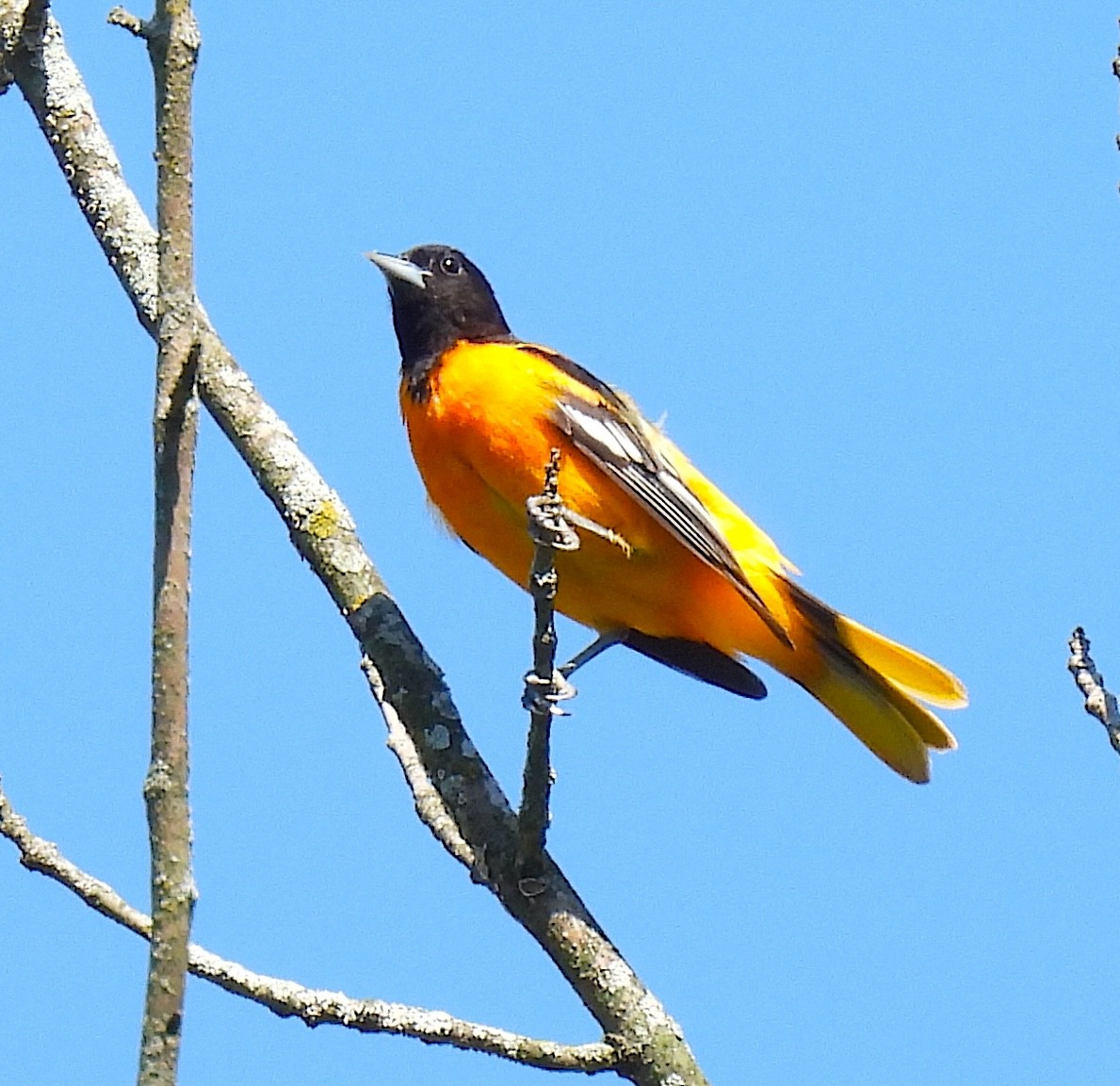 Baltimore Oriole - Terry Pundiak