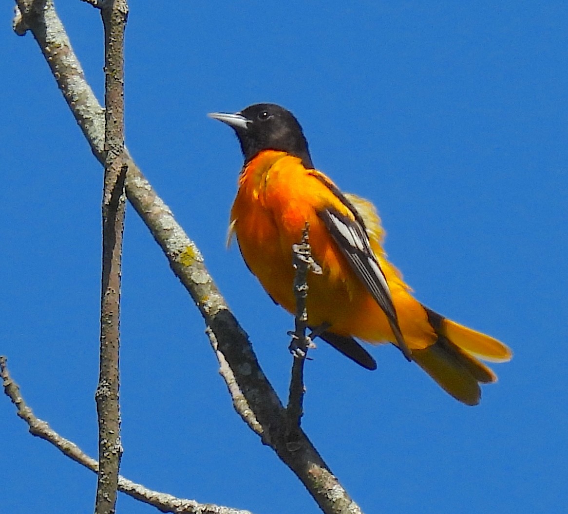 Baltimore Oriole - Terry Pundiak