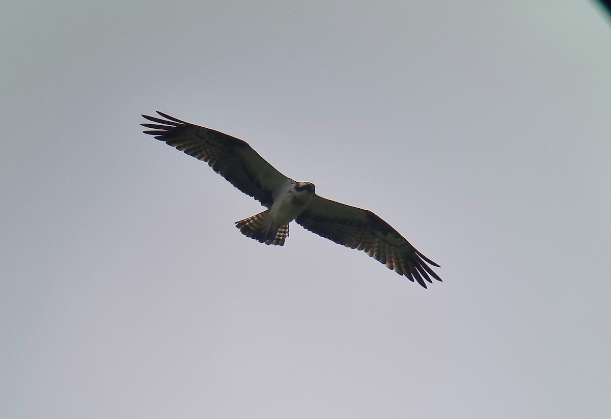 Osprey - Theo de Clermont