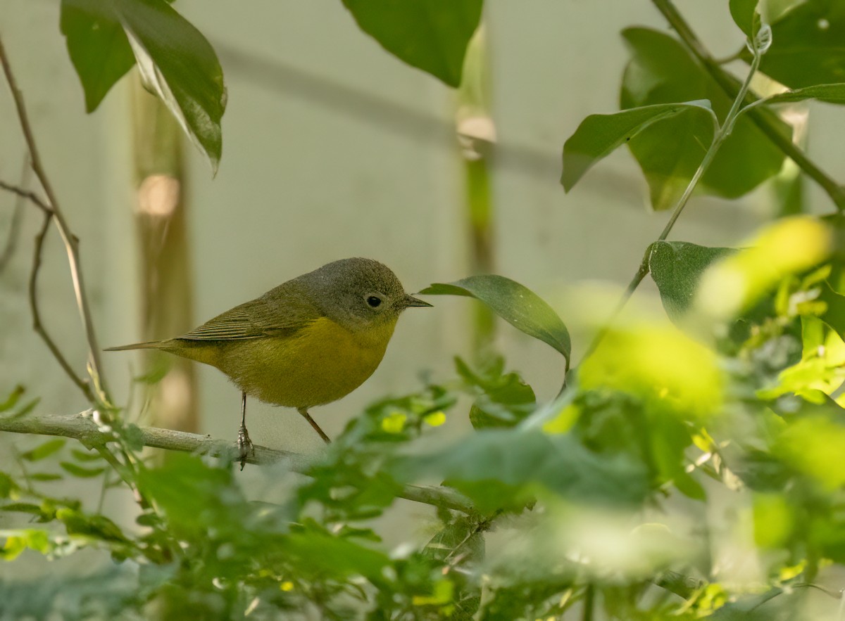 Nashville Warbler - Anne Heyerly