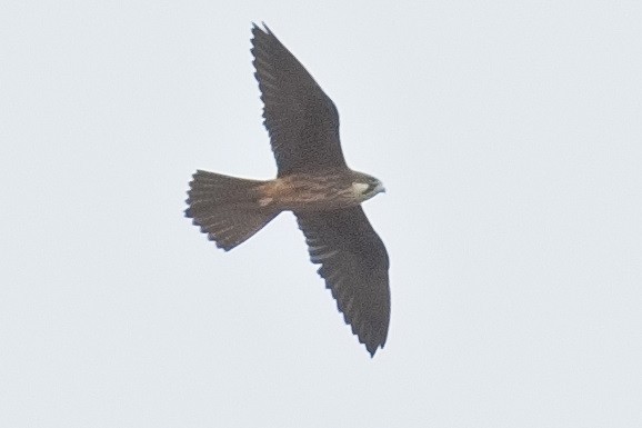 Eleonora's Falcon - ML619449335