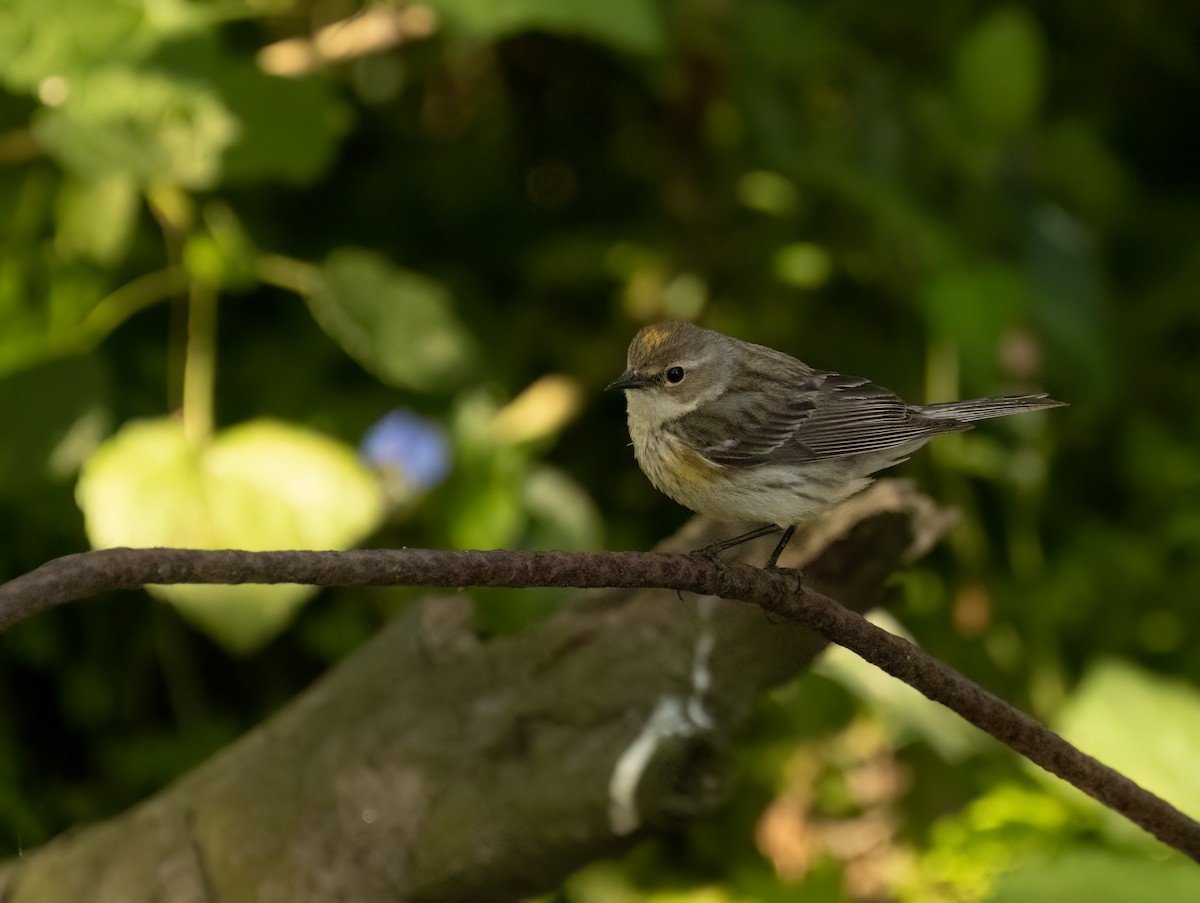 Yellow-rumped Warbler (Myrtle) - Anne Heyerly