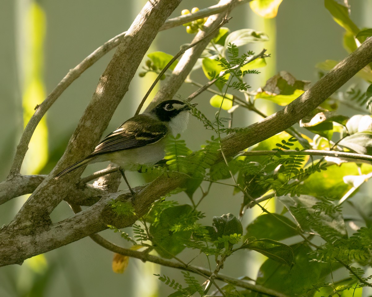 Black-capped Vireo - Anne Heyerly