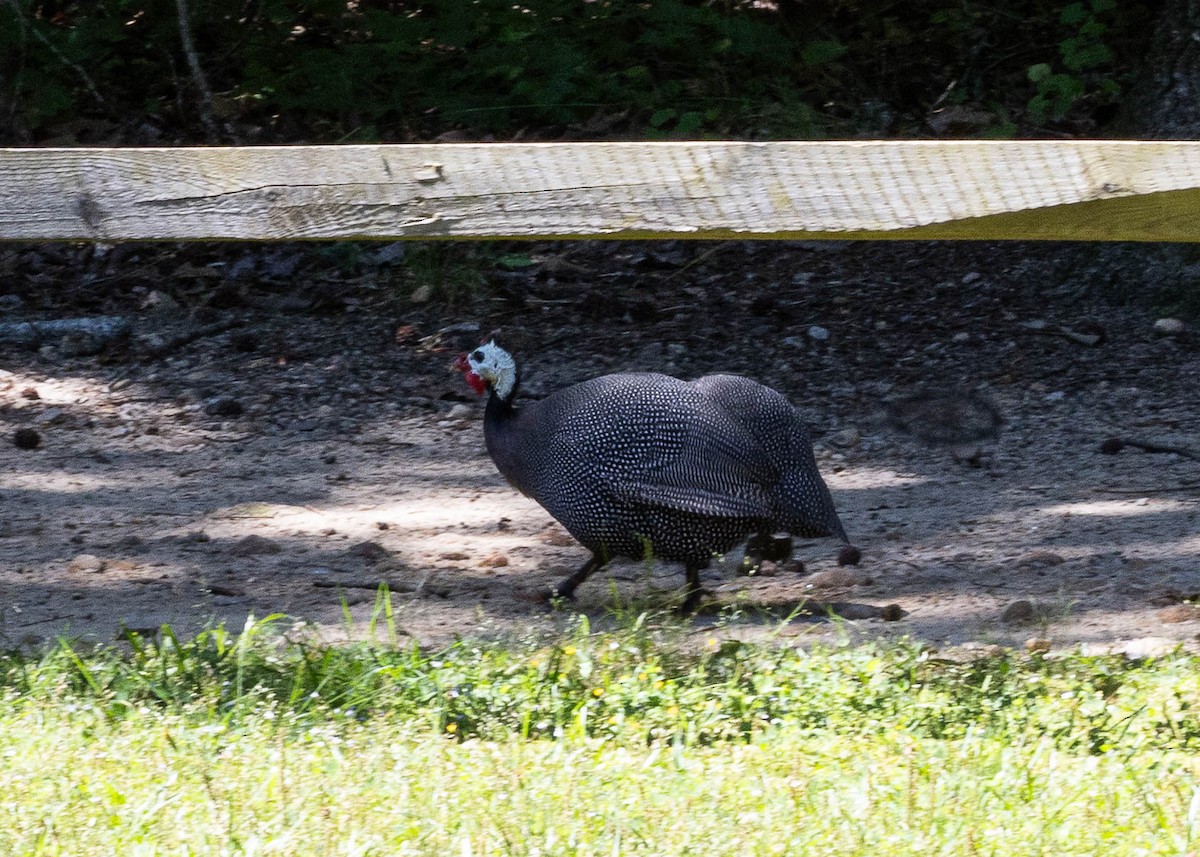 Helmeted Guineafowl (Domestic type) - ML619449356