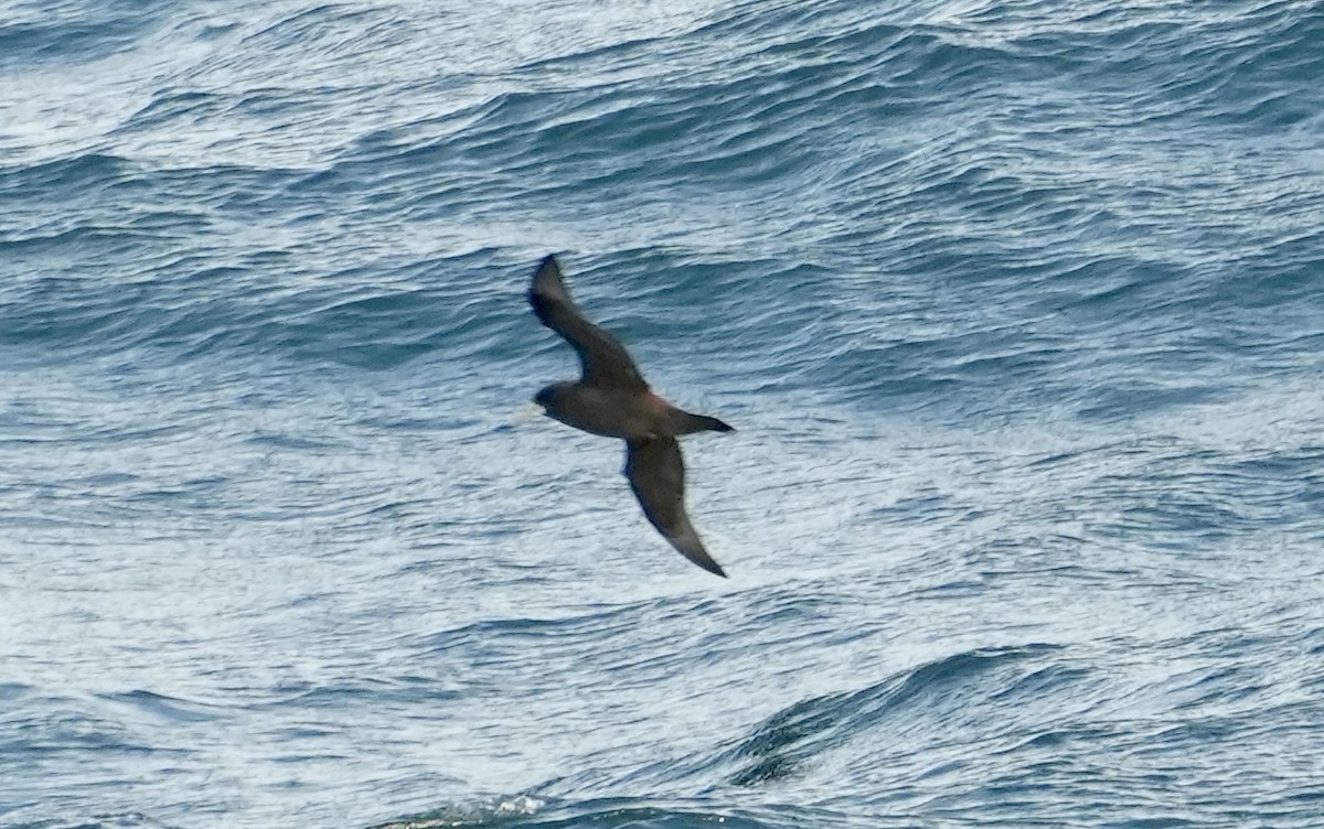 White-chinned Petrel - Anthony Schlencker