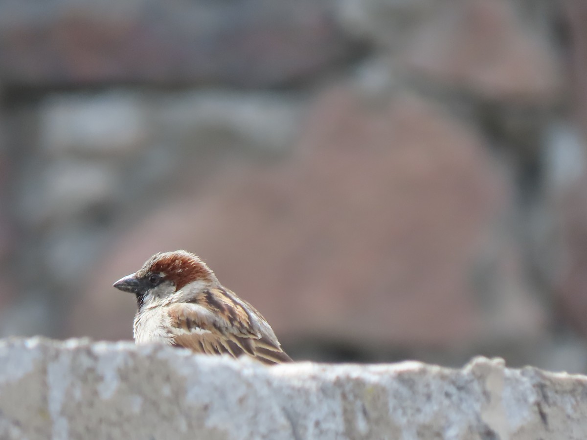 House Sparrow - ML619449368