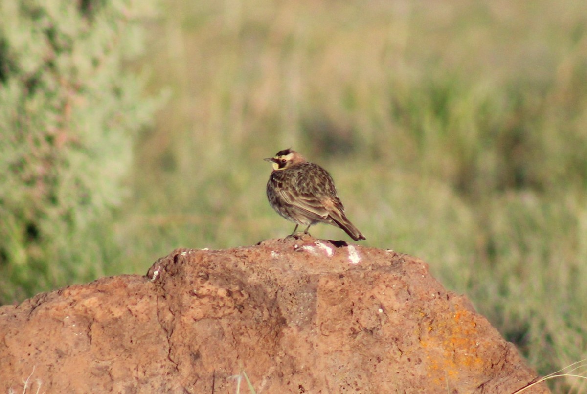 Horned Lark - Bill McIver