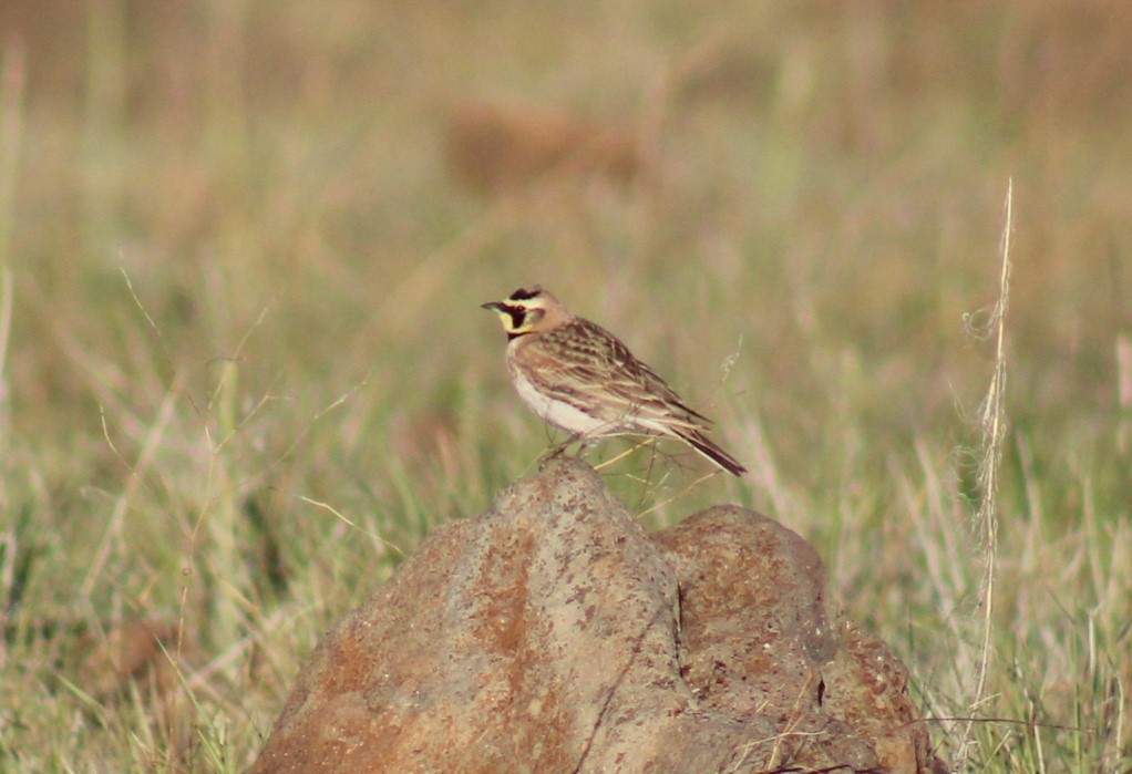 Horned Lark - ML619449371