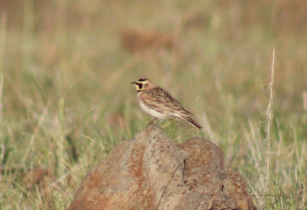 Horned Lark - Bill McIver