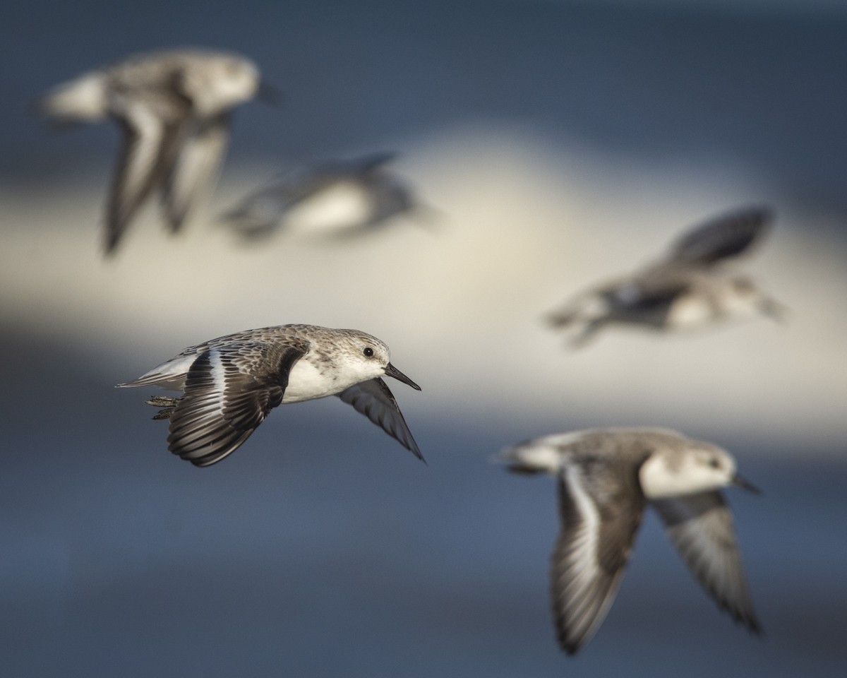 Bécasseau sanderling - ML619449375