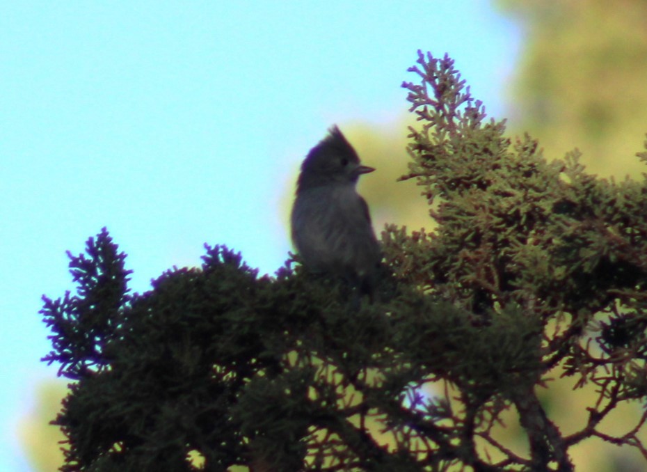 Juniper Titmouse - Bill McIver