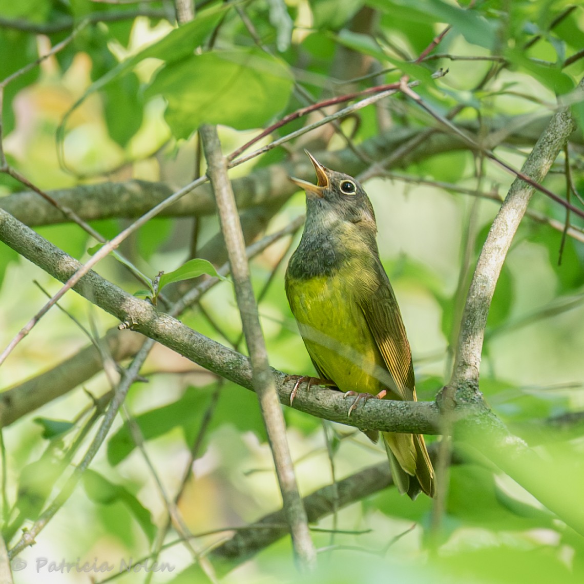 Connecticut Warbler - ML619449380