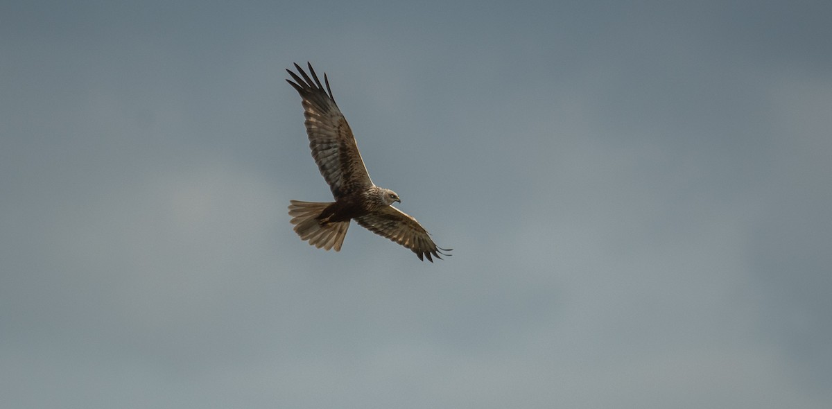 Western Marsh Harrier - Theo de Clermont