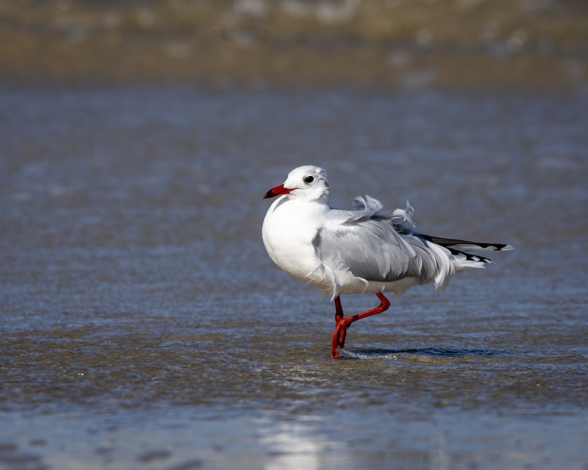 Brown-hooded Gull - Caio Osoegawa