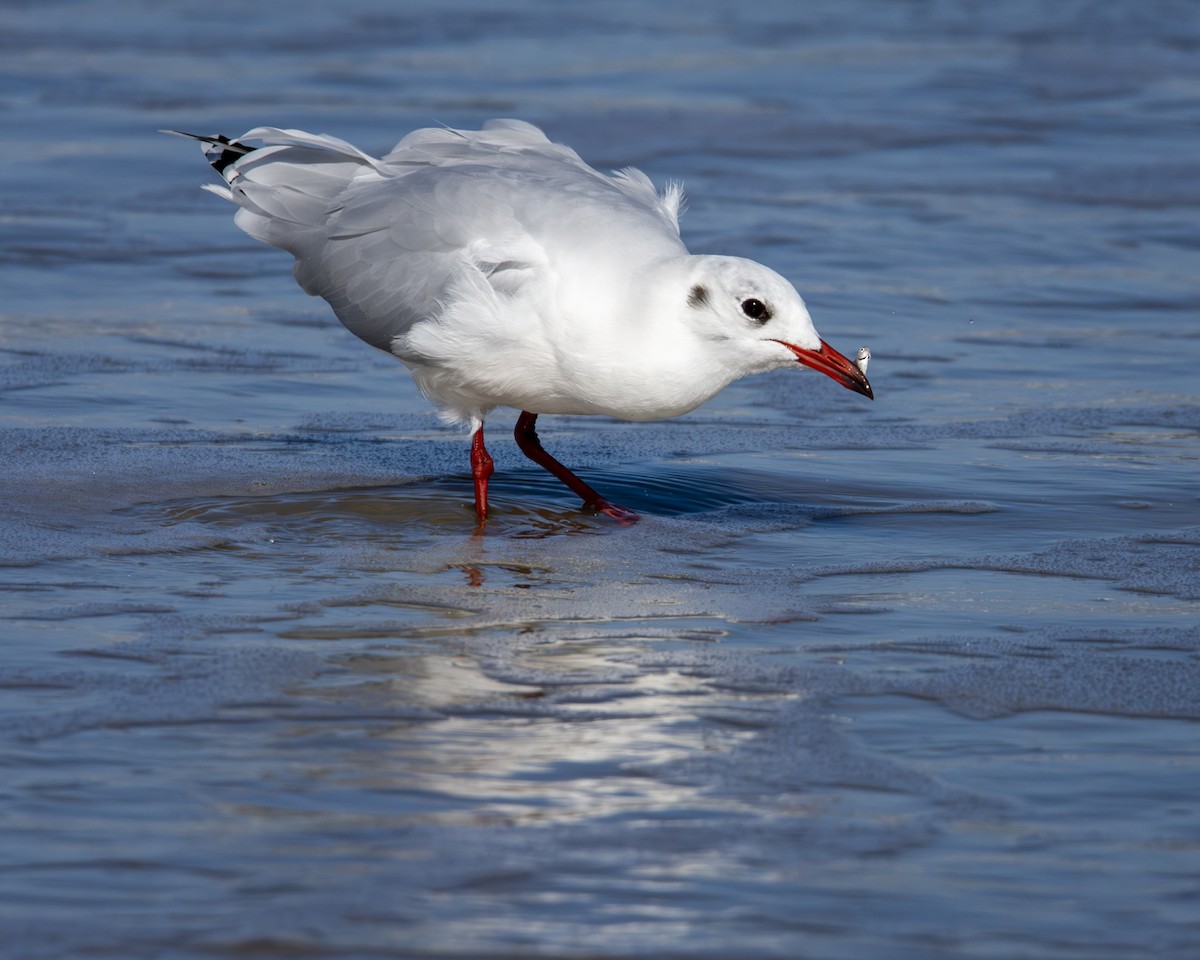 Brown-hooded Gull - ML619449396