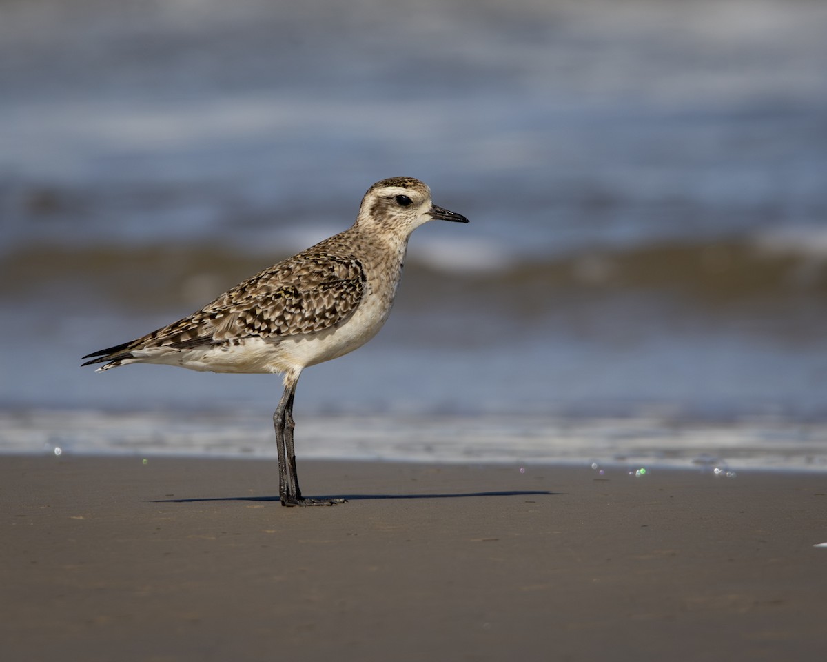 American Golden-Plover - Caio Osoegawa