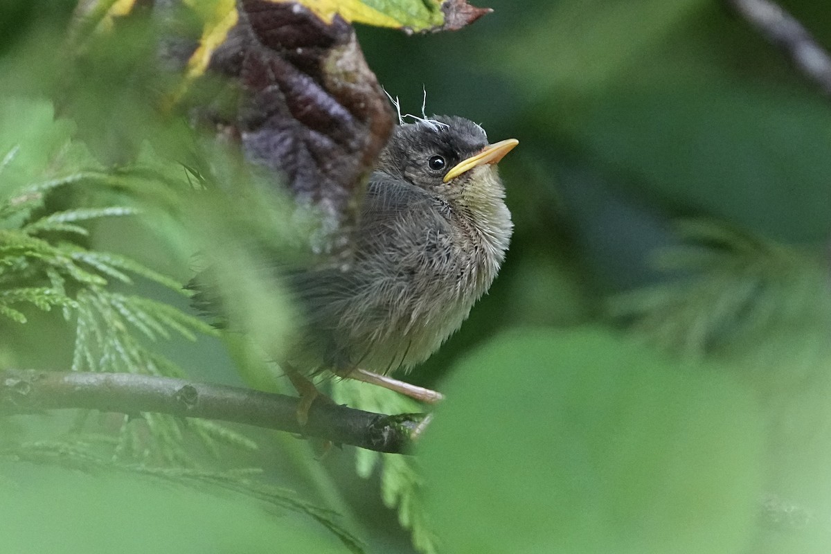 Marsh Wren - Christopher Carlson