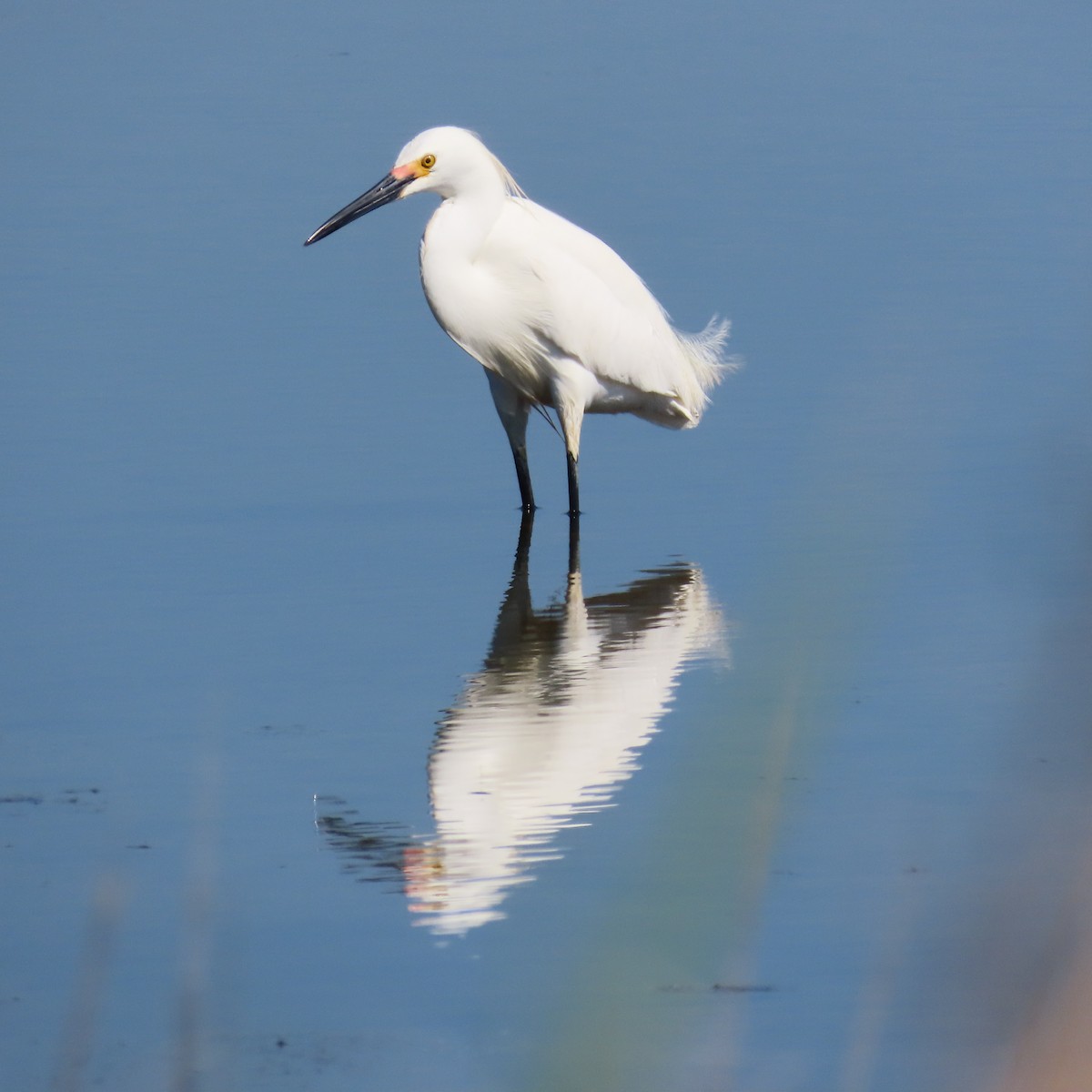 Snowy Egret - ML619449403