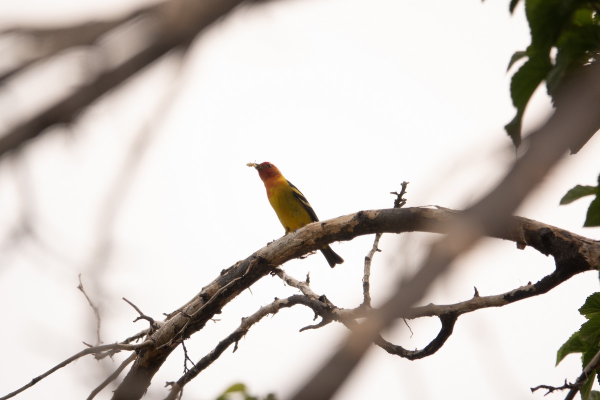 Western Tanager - Greg Halbach