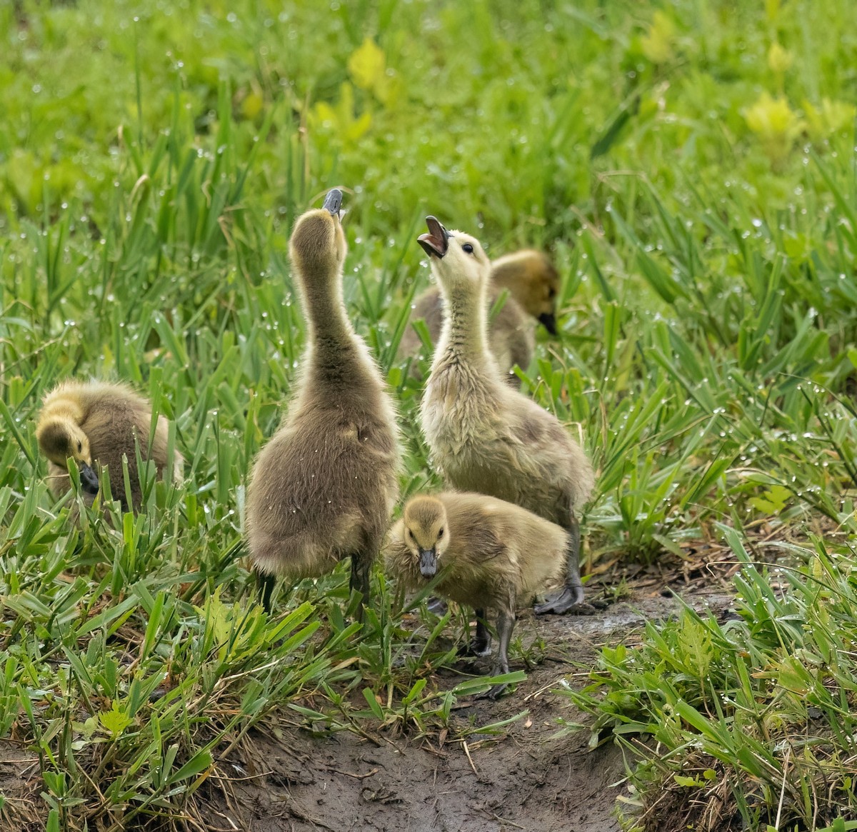 Canada Goose - Julie Paquette