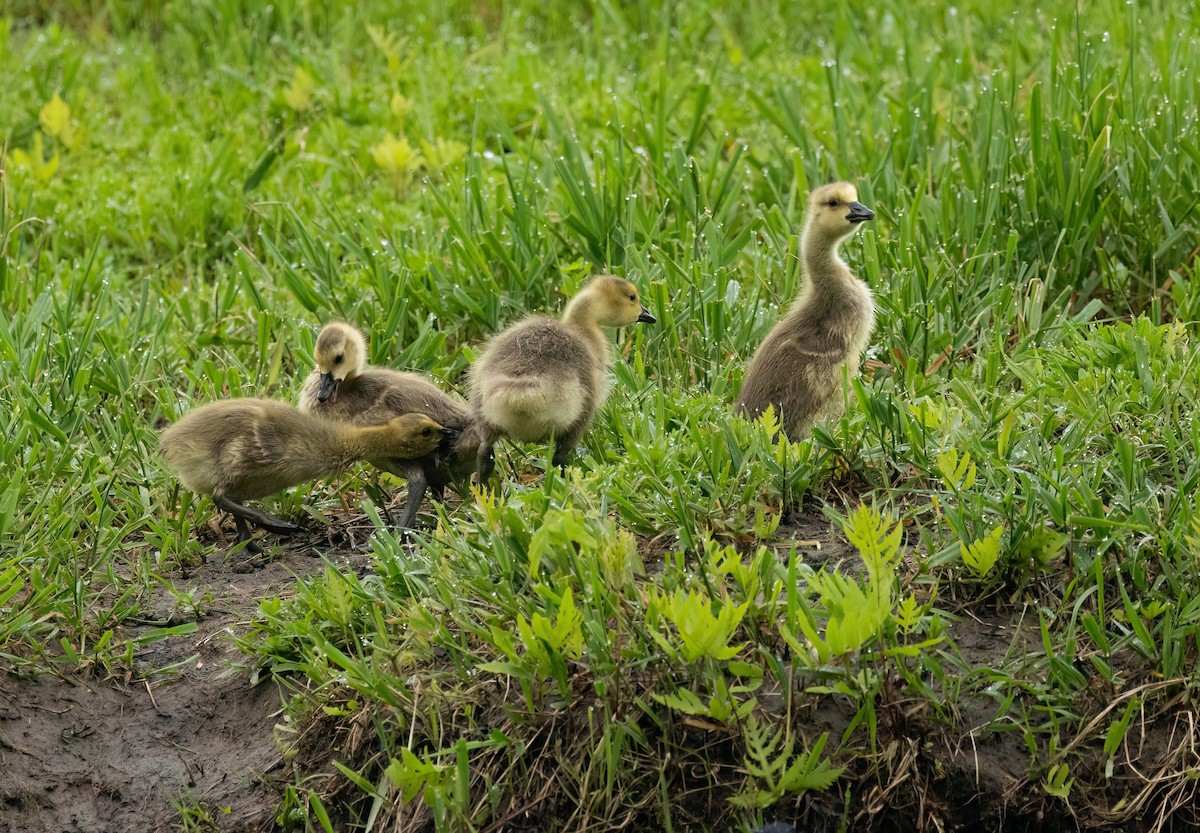 Canada Goose - Julie Paquette