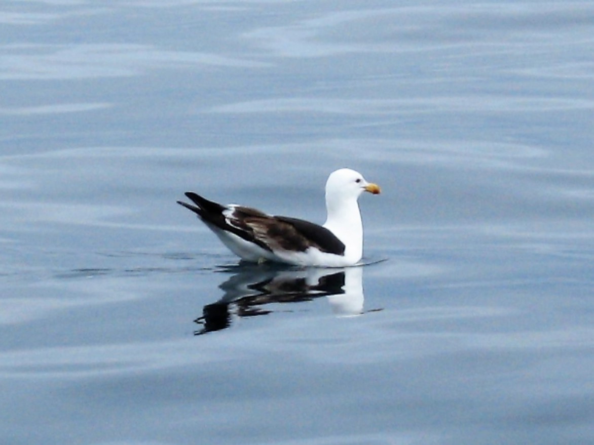 Kelp Gull - Bob Hargis