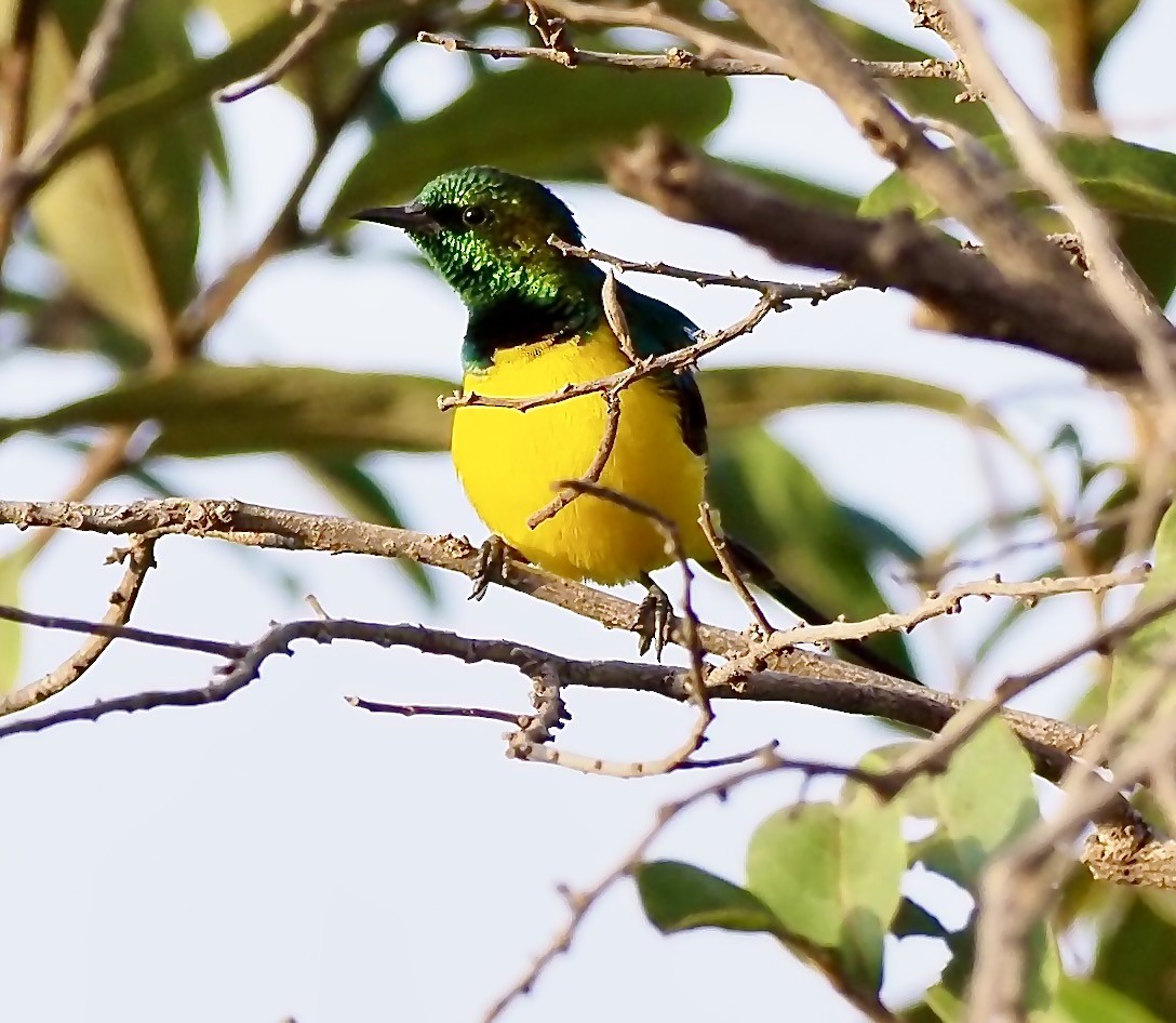 Pygmy Sunbird - Tony Conway