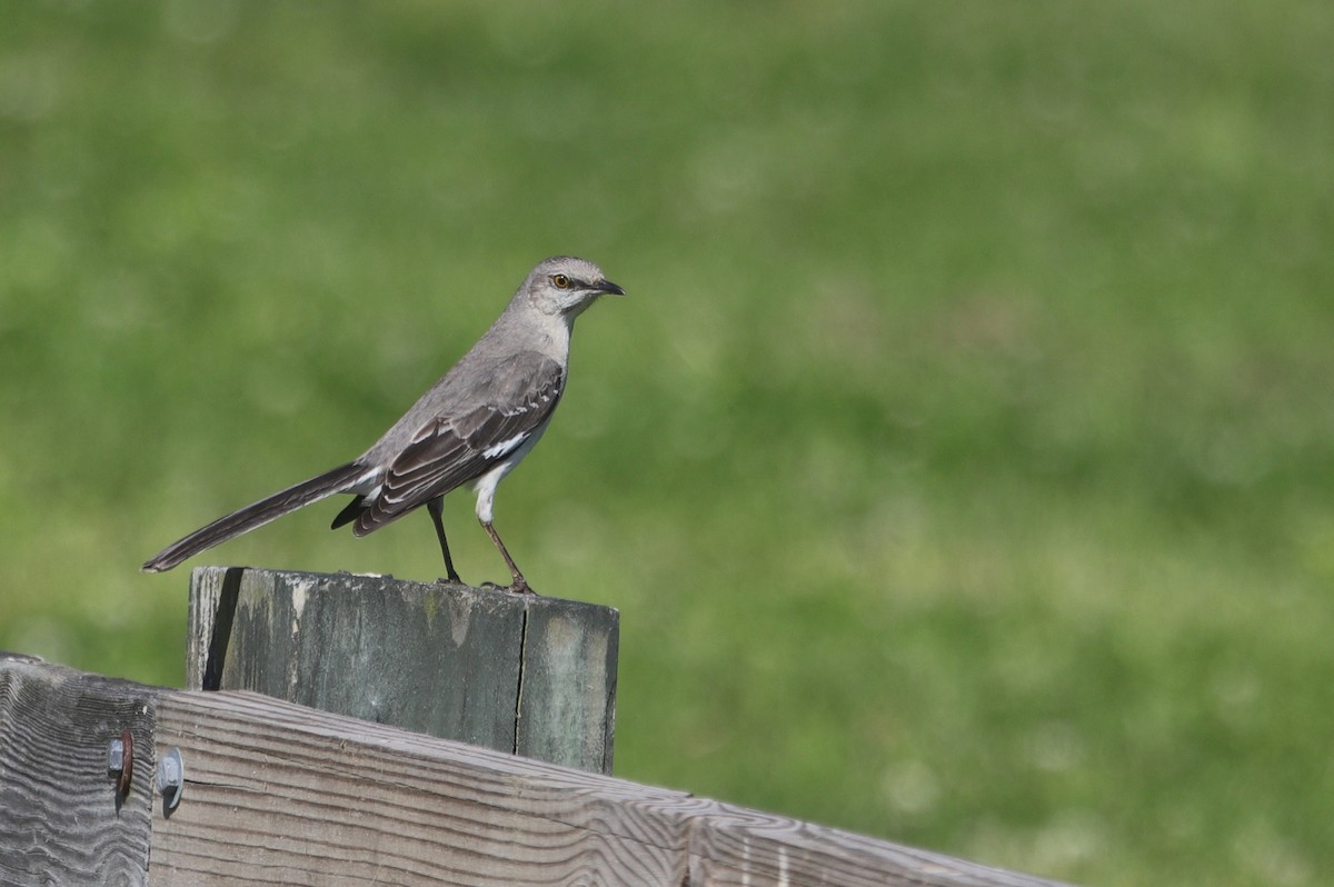 Northern Mockingbird - Kyra Guerci