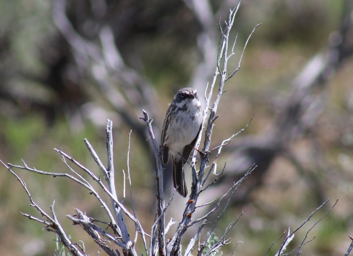 Sagebrush Sparrow - Bill McIver