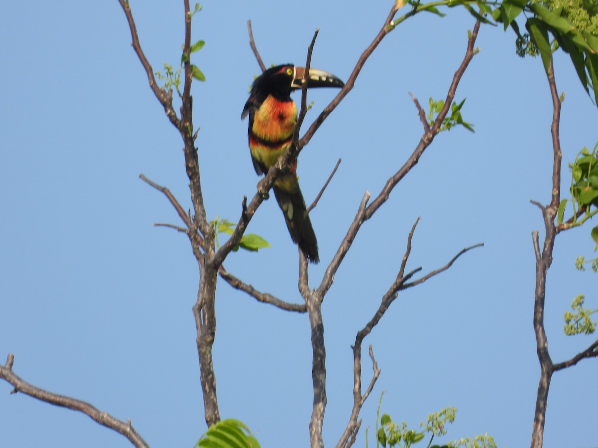 Collared Aracari - Ecología Aves