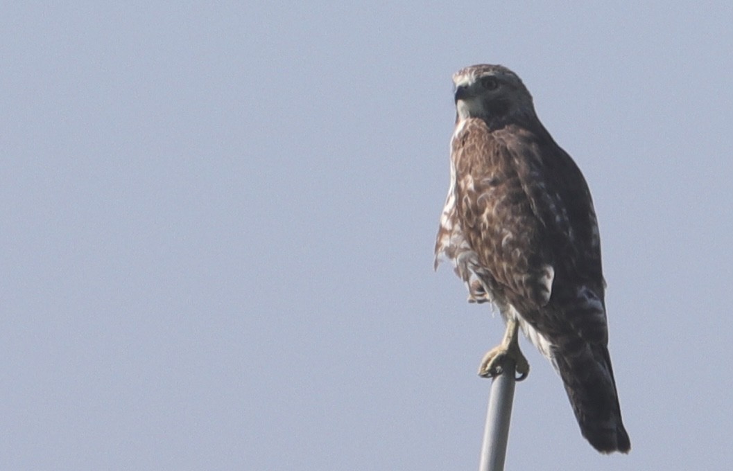 Red-tailed Hawk - Kyra Guerci