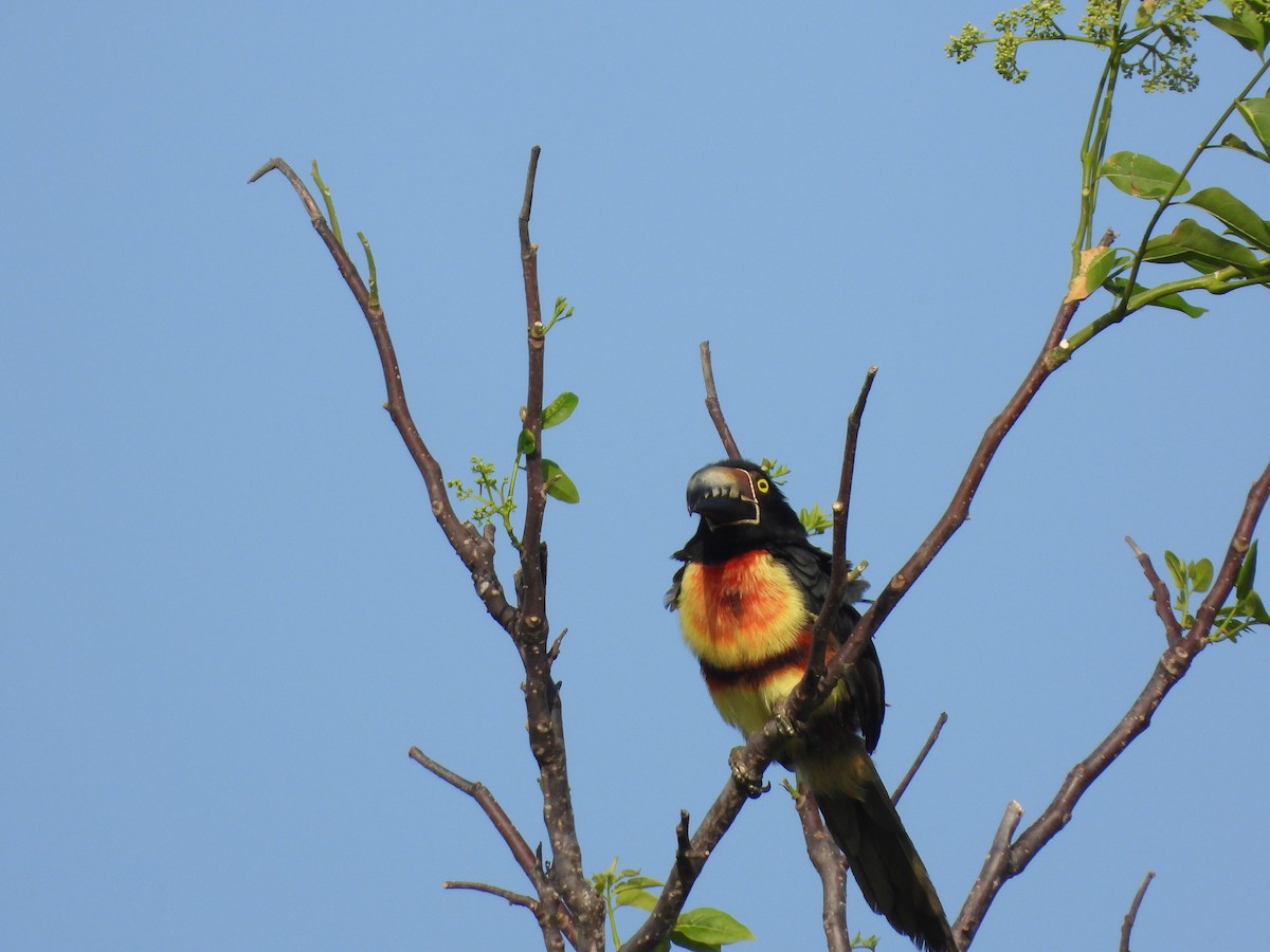 Collared Aracari - Ecología Aves