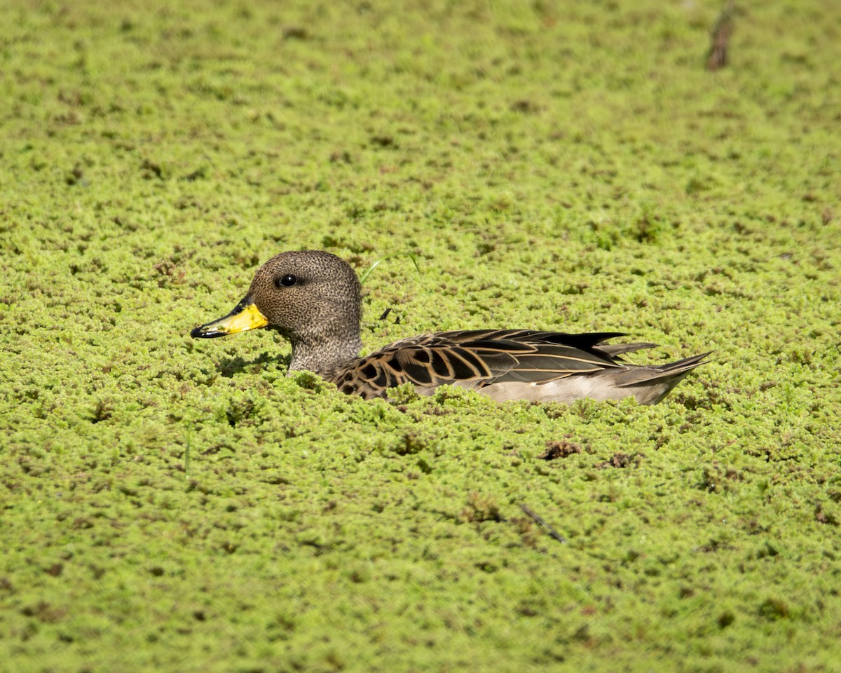 Yellow-billed Teal - Caio Osoegawa