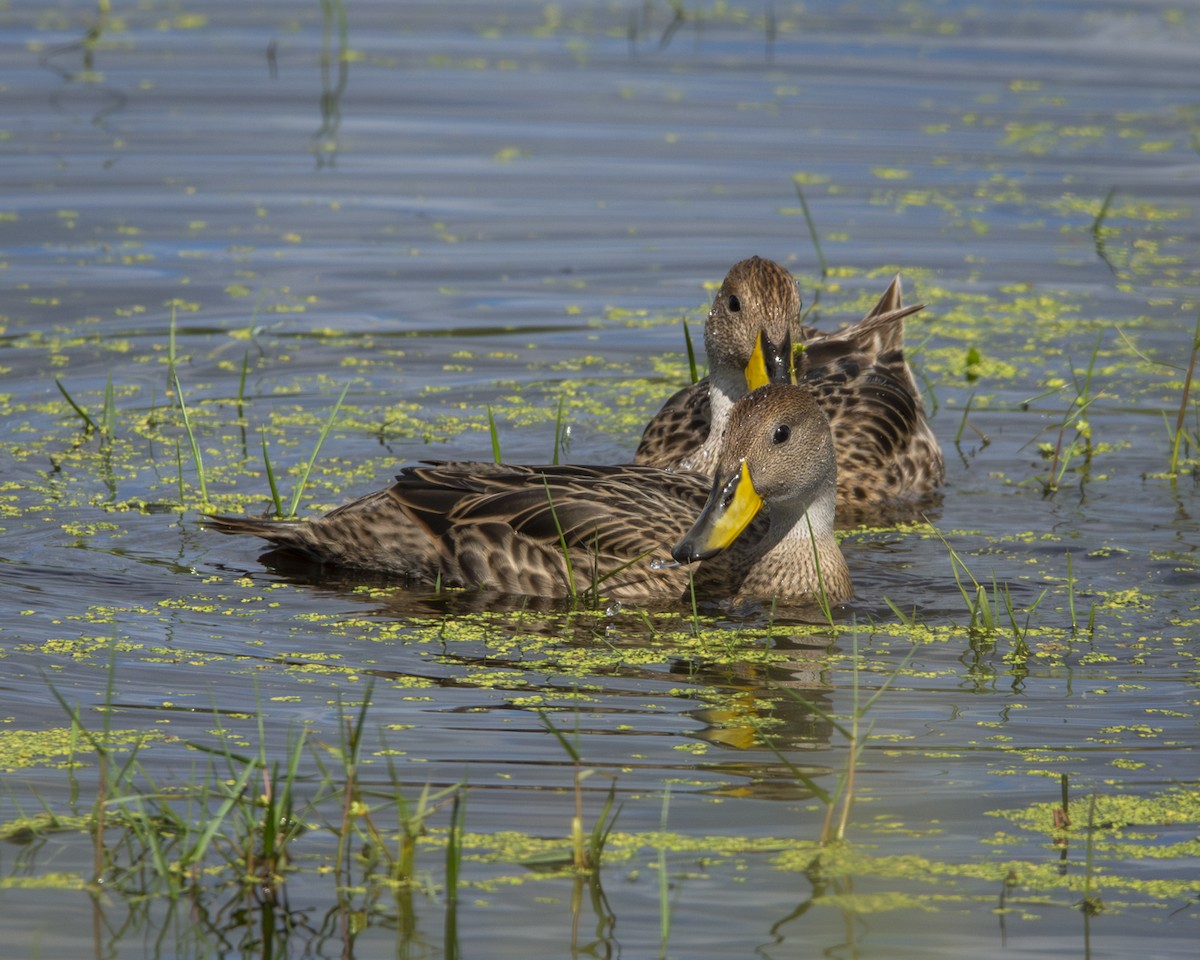 Yellow-billed Pintail - Caio Osoegawa