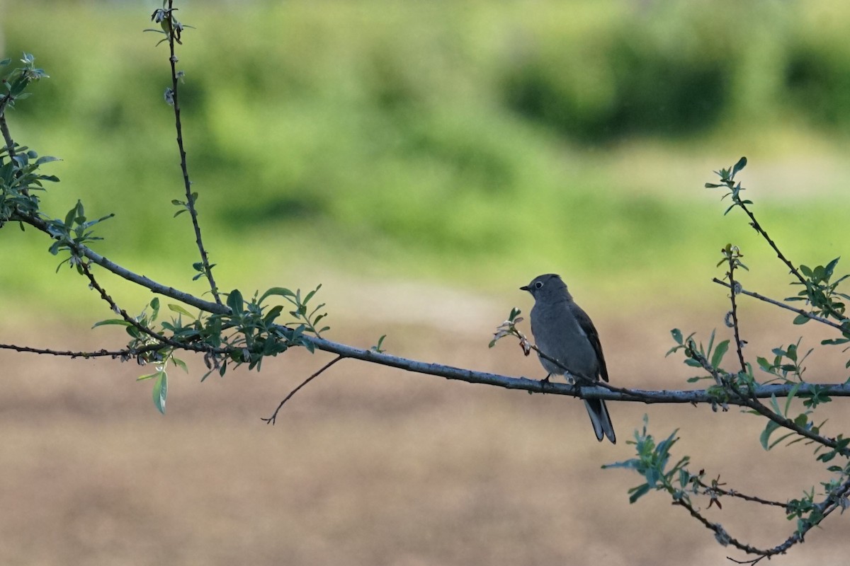 Townsend's Solitaire - Mark Swanson