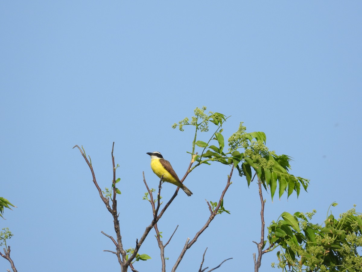 Boat-billed Flycatcher - Ecología Aves