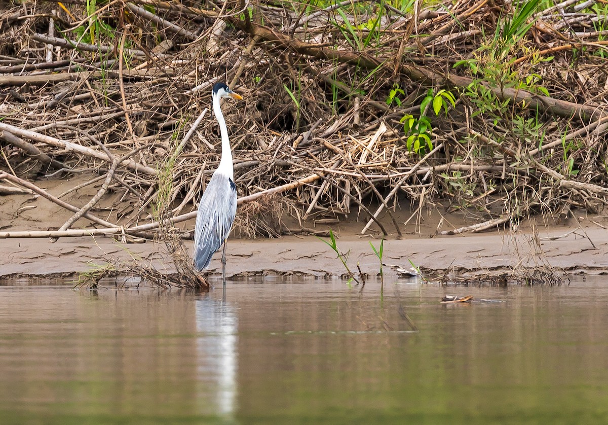 Cocoi Heron - Andrew Cauldwell