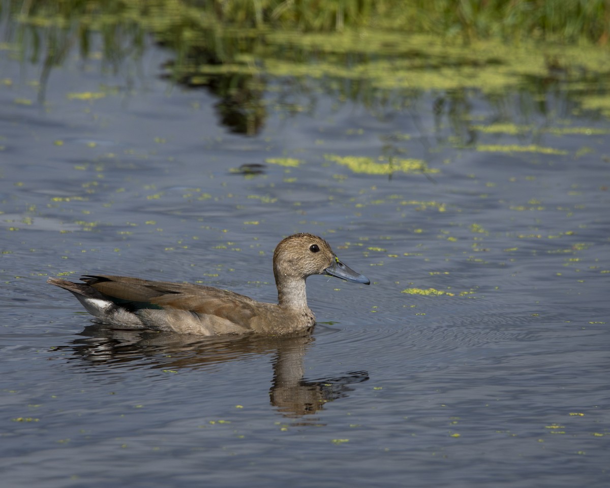 Ringed Teal - ML619449461